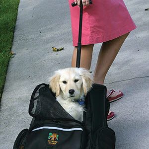 Trolley/rugzak tot 10kg